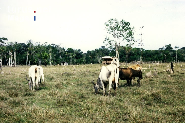 Rinder auf einer Lichtung im Regenwald Amazoniens, Brasilien