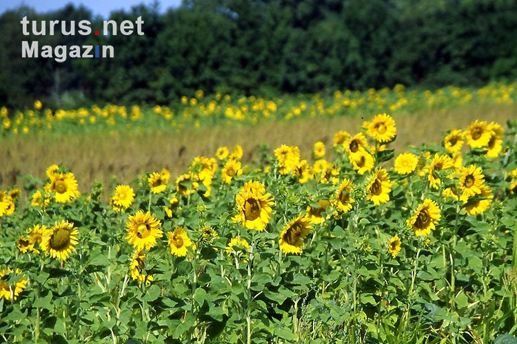 Eine Feld voller Sonnenblumen im Wendland