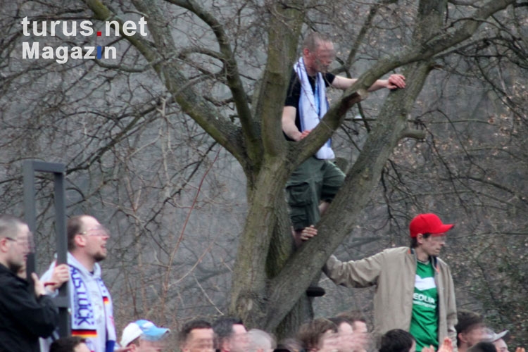 Rostocker Fan auf einem Baum