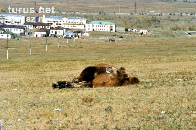 Kamel am Stadtrand von Ulaanbaatar