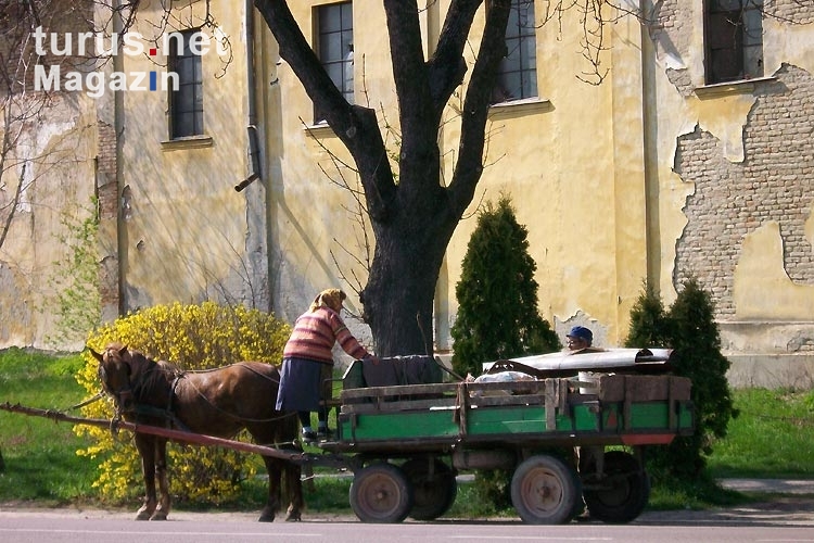 Pferdefuhrwerk im serbischen Bezdan