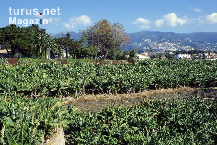Bananenplantage auf der Atlantikinsel Madeira