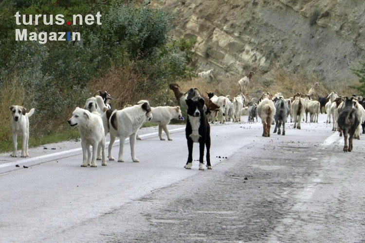 Rush Hour in Epirus