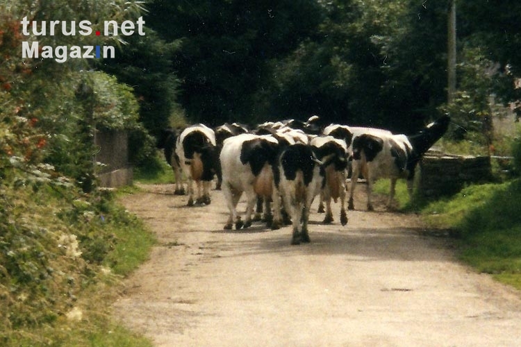 Kühe gehören zum irischen Alltag