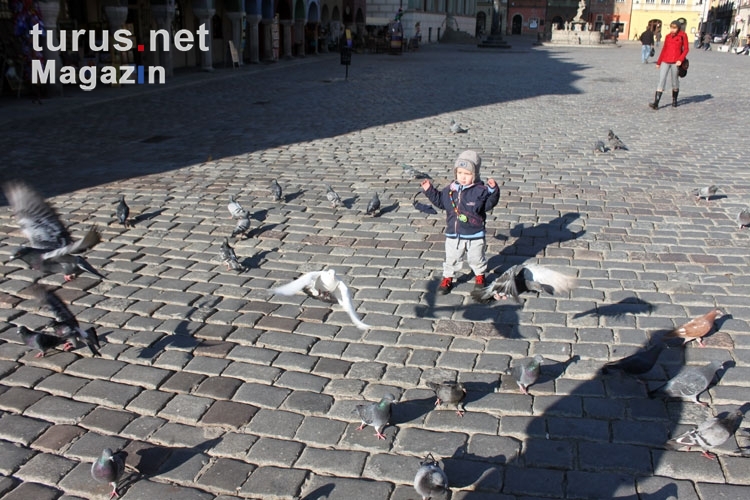 Kleines Bübchen jagt Tauben auf dem Marktplatz in der Altstadt von Poznan (Posen)