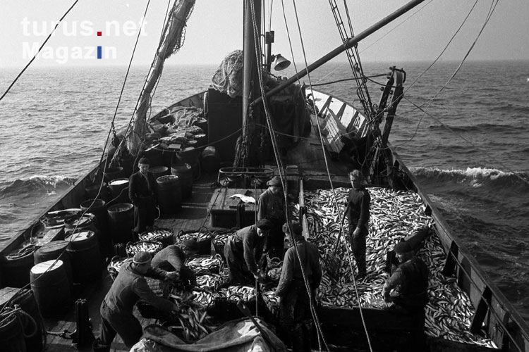 Fischkutter / Trawler auf hoher See, Ostsee 50er Jahre