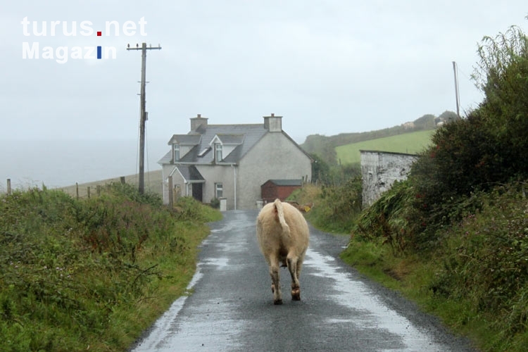 ein junger Bulle dreht durch, im Galopp die irische Landstraße entlang, Kühe sind in Irland Alltag