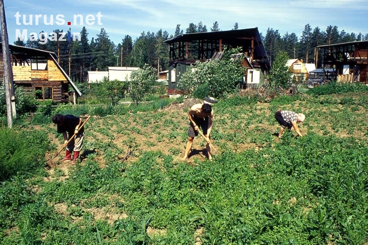 Feldarbeit / Gartenarbeit auf einer Datscha / Datsche in Sibirien