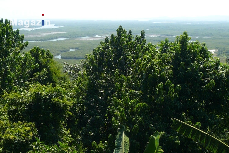 Regenwald und Feuchtgebiete bei Grumari im Bundesstaat Rio de Janeiro