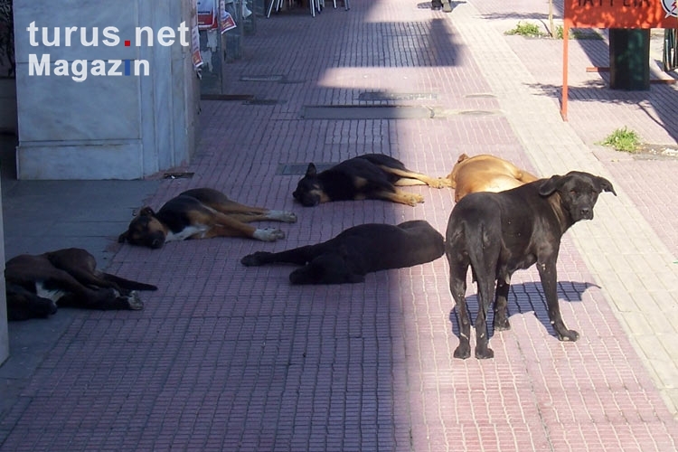 Straßenhunde auf einem Bürgersteig in Piräus, Griechenland