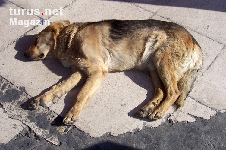 schlafender Straßenhund auf einem Bürgersteig in Piräus, Griechenland