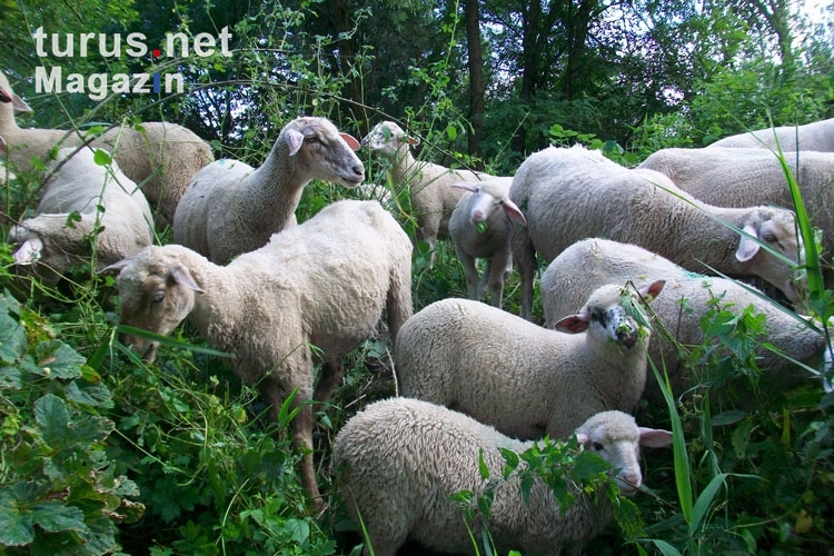 Schafe im satten Grün