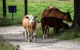 Kühe im polnischen Riesengebirge