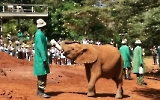 Elefanten in Nairobi