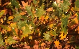 Herbstspaziergang bei Ślesin