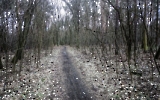Kronkorken auf einem Waldweg
