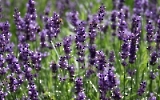 Duft der Provence: Lavendel in einem Garten