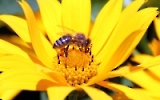 Honigbiene auf einer gelben Blüte