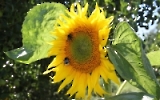 Hummel auf einer Sonnenblume