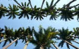 Palmen im Jardim Botanico in Rio de Janeiro