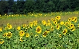 Eine Feld voller Sonnenblumen im Wendland