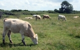 weidende Kühe auf Hiddensee