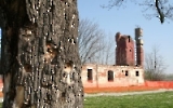 Einschusslöcher in einem Baum in Vukovar