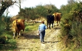 galizische Frau treibt Kühe einen Weg entlang