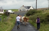 Klischee oder Alltag? Kühe auf den Straßen Irlands...