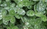 Irish Shamrocks - Irische Kleeblätter mit Wassertropfen