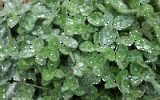 Irish Shamrocks - Irische Kleeblätter mit Wassertropfen