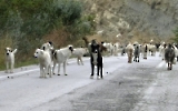 Rush Hour in Epirus