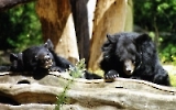 zwei Schwarzbären faulenzen in der Sonne 