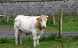 ein irisches Rind, Kühe gehören in Irland zum Alltag