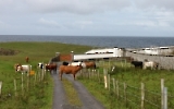 irische Kühe am Leuchtturm am Point Ed Dunkineely in Irland