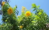 leuchtend gelbe Blüten an einem Busch 