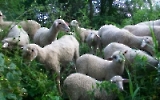 Schafe im satten Grün