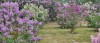 Blühende Pracht: Arboretum in Kórnik im Mai