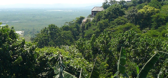 Schutz des Regenwaldes: WWF startet Suchmaschine