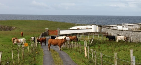Bullenalarm in Irland: Gefährliches Zelten auf der grünen Insel